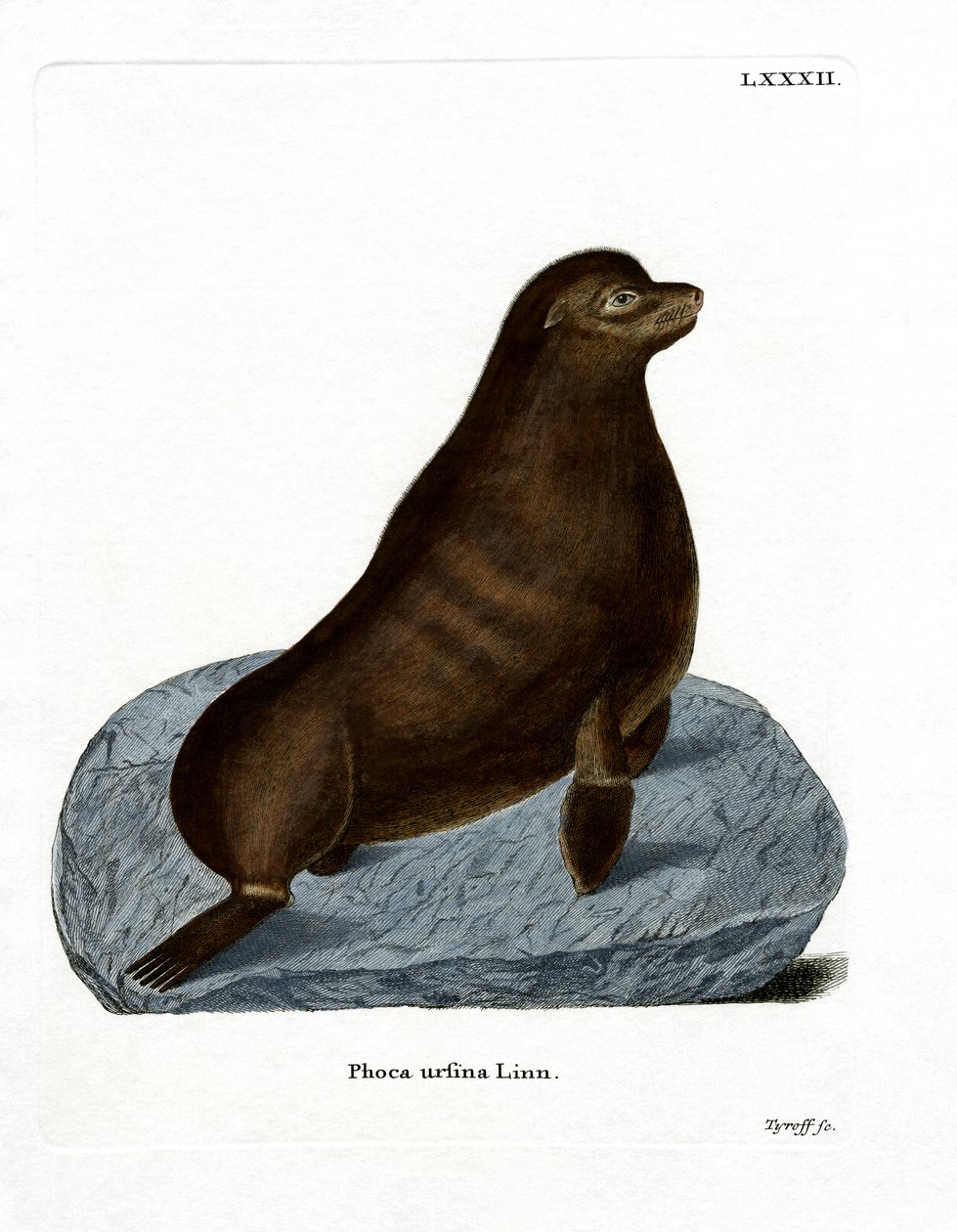 Northern Fur Seal (värillinen kaiverrus) tekijältä German School