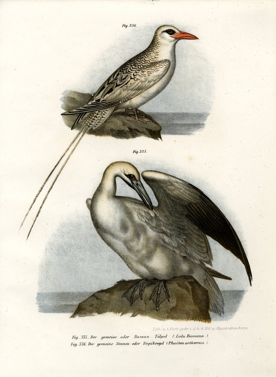 Northern Gannet, 1864 tekijältä German School
