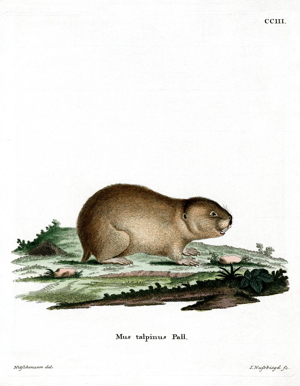 Northern Mole Vole (värillinen kaiverrus) tekijältä German School