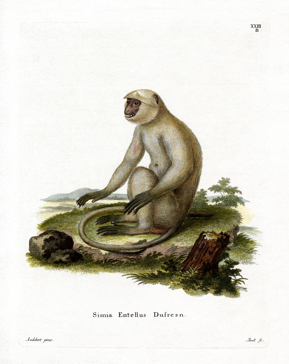 Northern Plains Grey Langur (värillinen kaiverrus) tekijältä German School