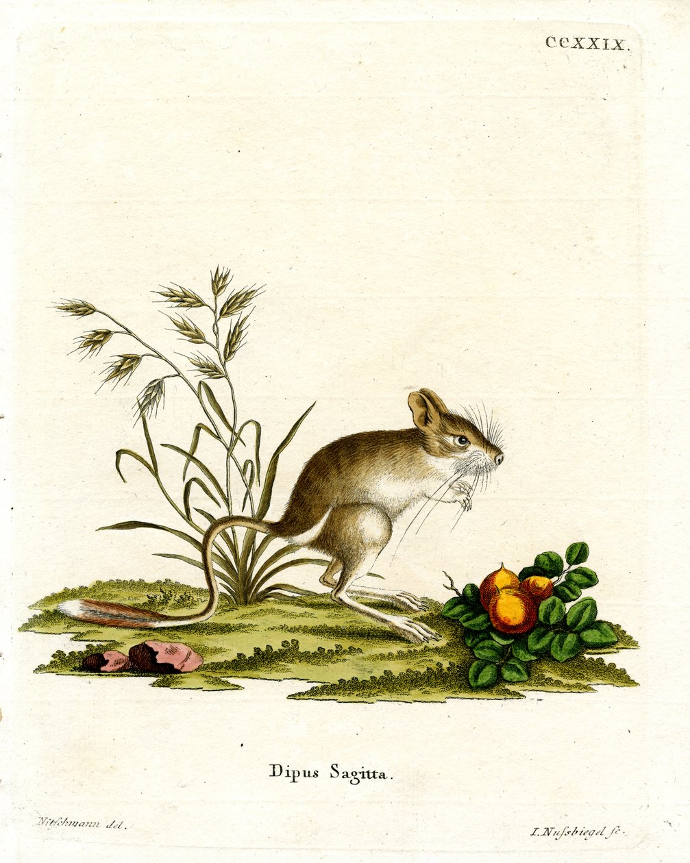 Northern Three-toe Jerboa (värillinen kaiverrus) tekijältä German School