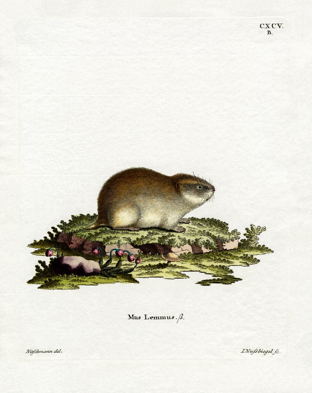 Norja Lemming (värillinen kaiverrus) tekijältä German School