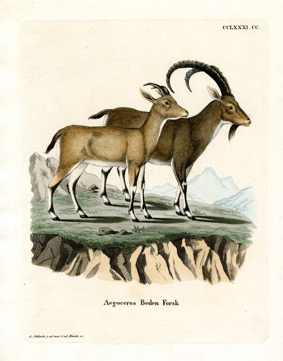 Nubian Ibex (värillinen kaiverrus) tekijältä German School