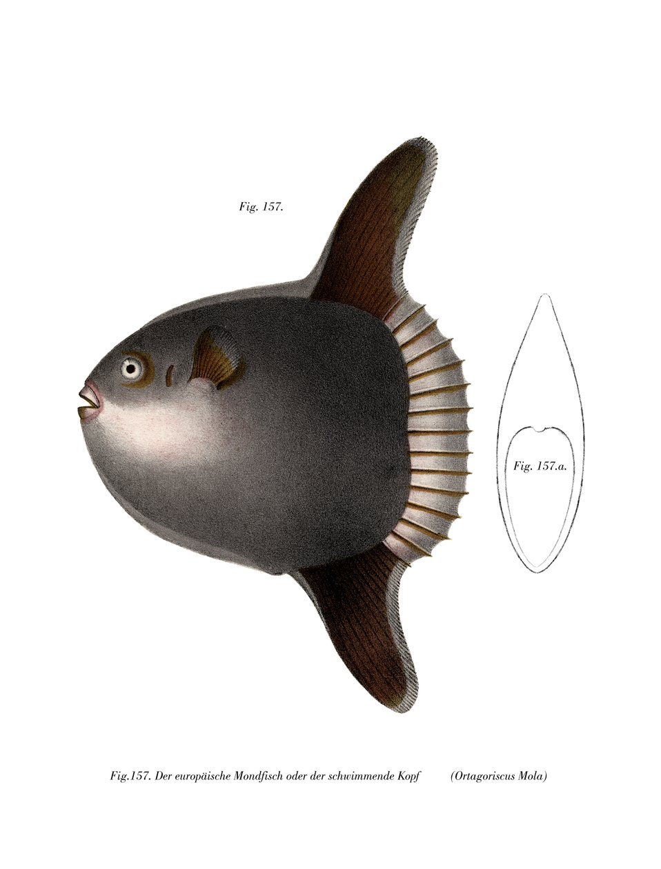 Ocean Sunfish (väri litho) tekijältä German School