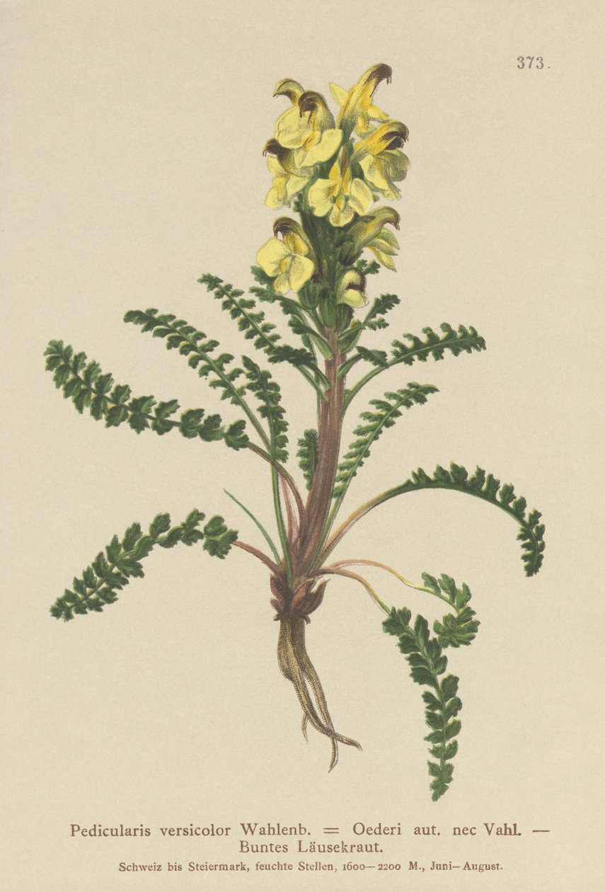 Oeders lousewort (Pedicularis versicolor, Pedicularis Oederi) tekijältä German School