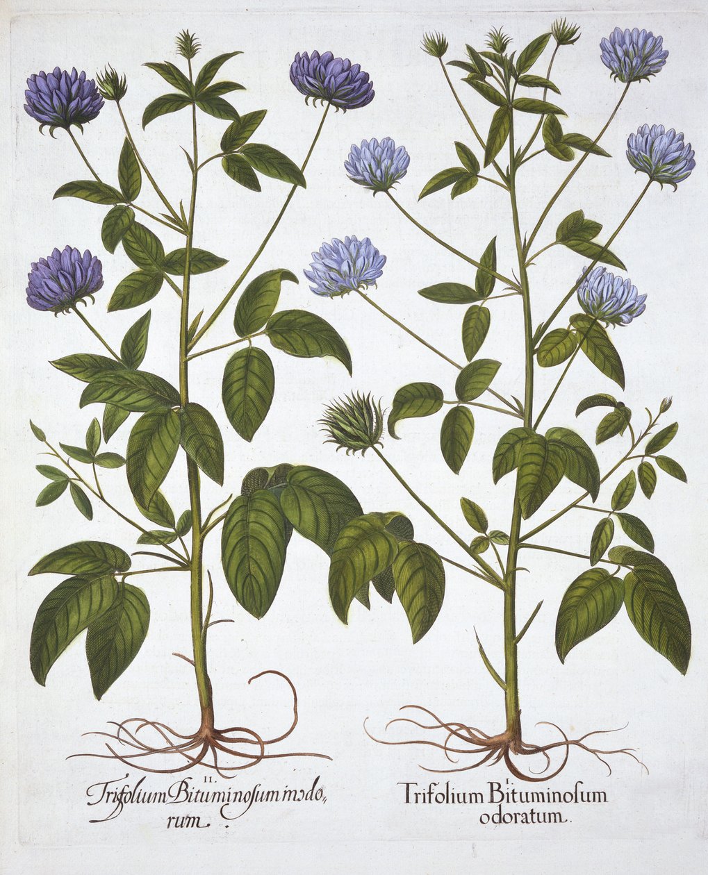 Yksikukkaiset apilat, Hortus Eystettensis, kirjoittanut Basil Besler (1561-1629), pub. 1613 (käsinvärinen kaiverrus) tekijältä German School