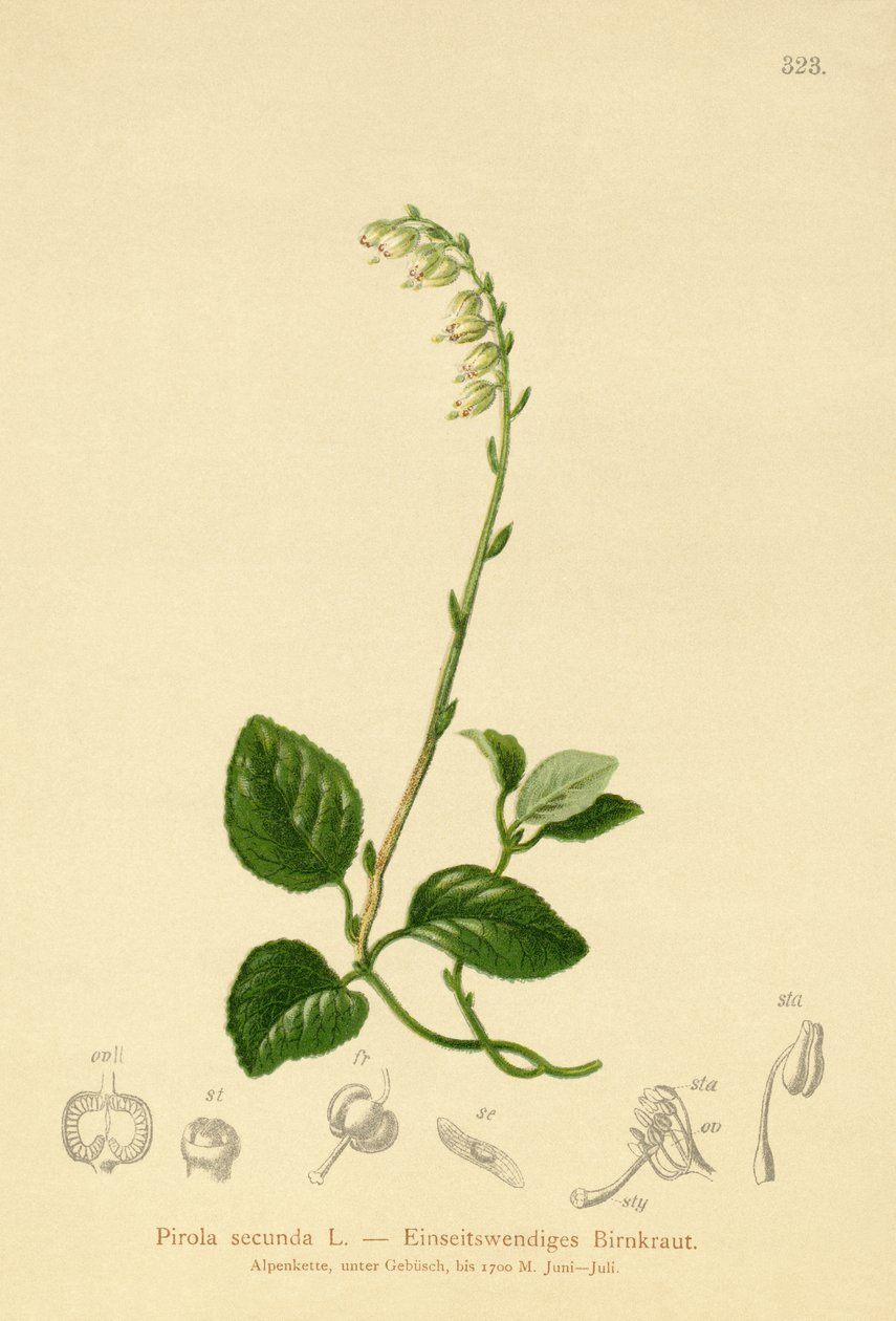 Yksipuolinen talvivihreä (Pirola secunda, Pyrola secunda, Orthilia secunda, Ramischia elatior, Ramischia secunda) tekijältä German School