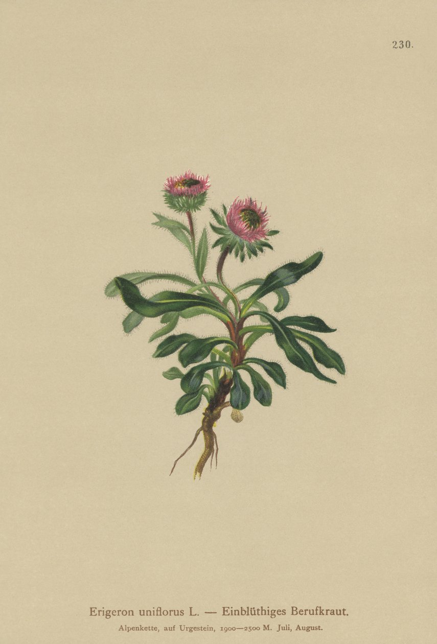 Oneflower Fleabane (Erigeron uniflorus) tekijältä German School