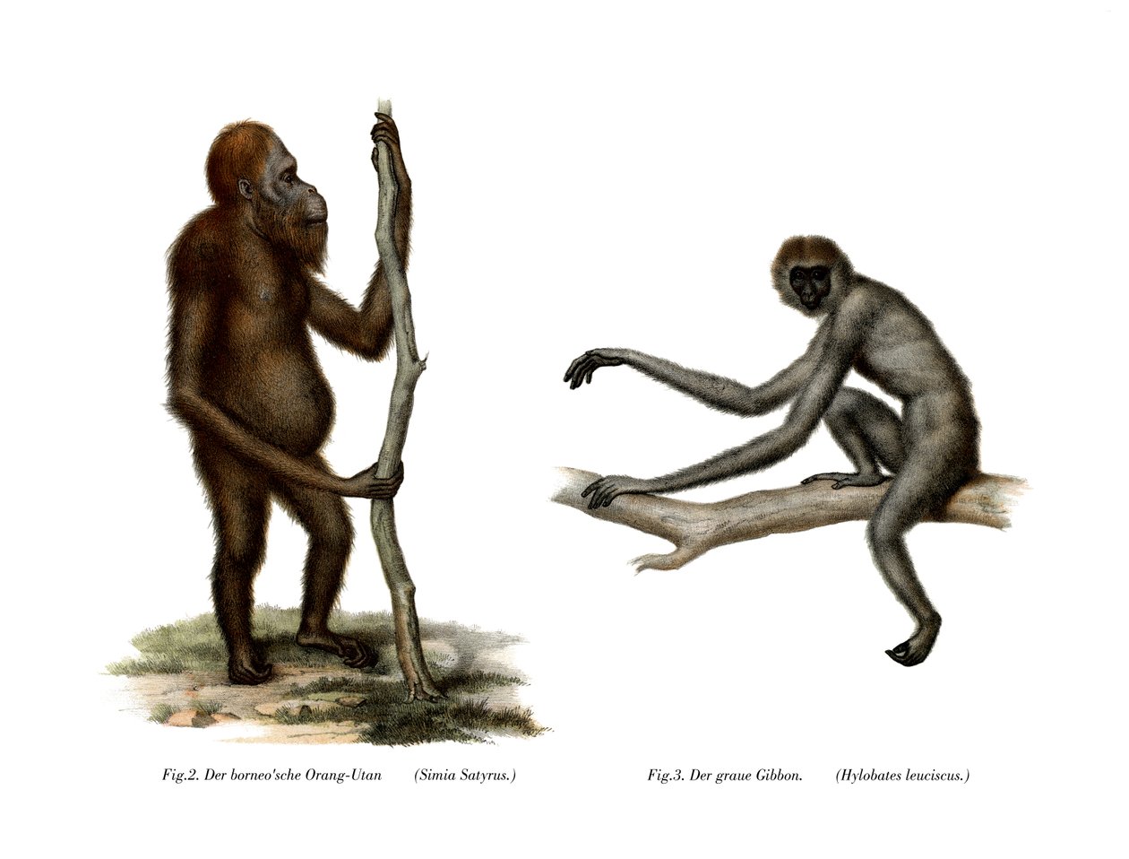 Orang-Outang, 1860 tekijältä German School