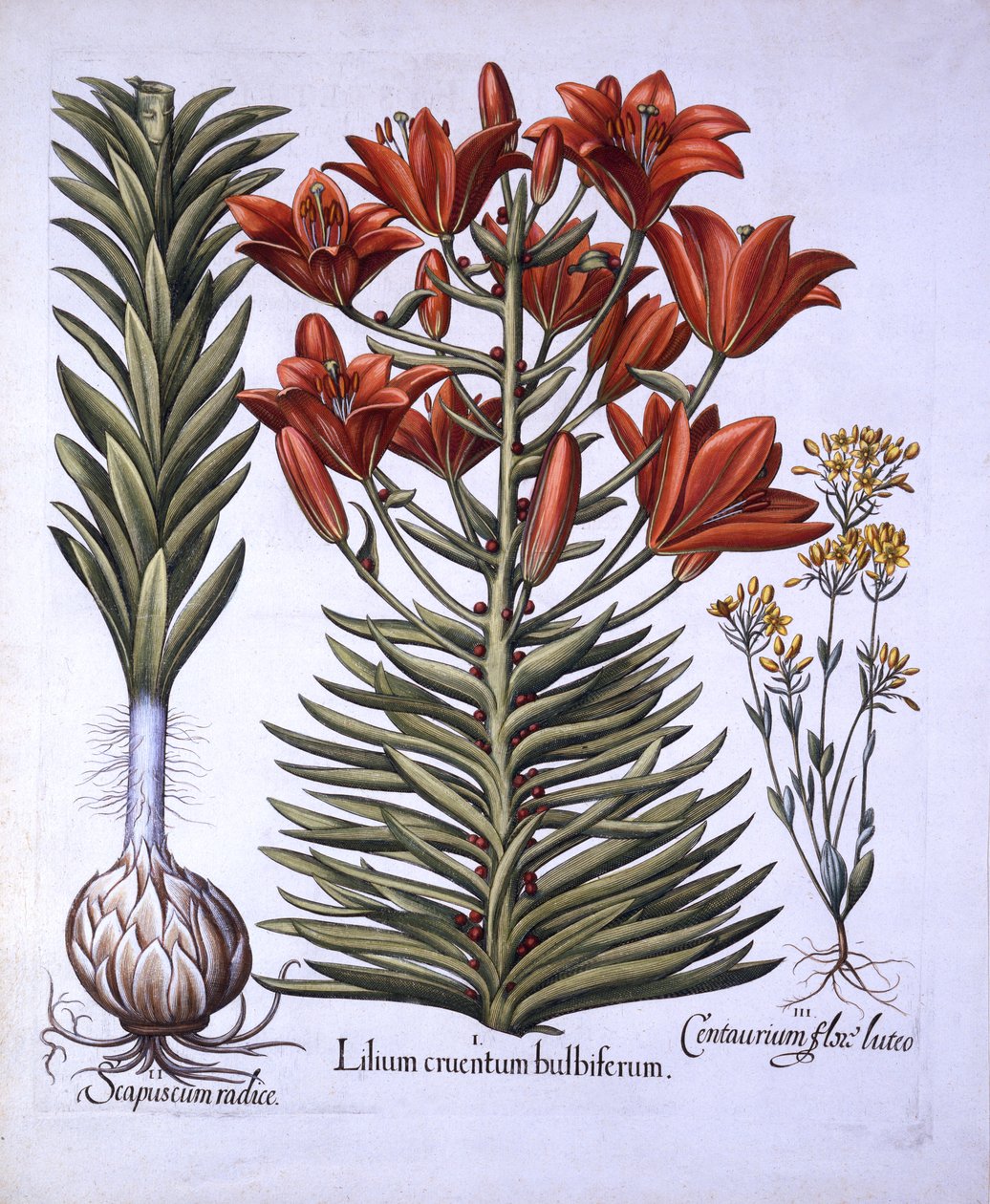 Oranssi lilja sipulien ja sipulien kanssa, myöhään kukkiva Blackstoria, Hortus Eystettensis, kirjoittanut Basil Besler (1561-1629), pub. 1613 (käsinvärinen kaiverrus) tekijältä German School