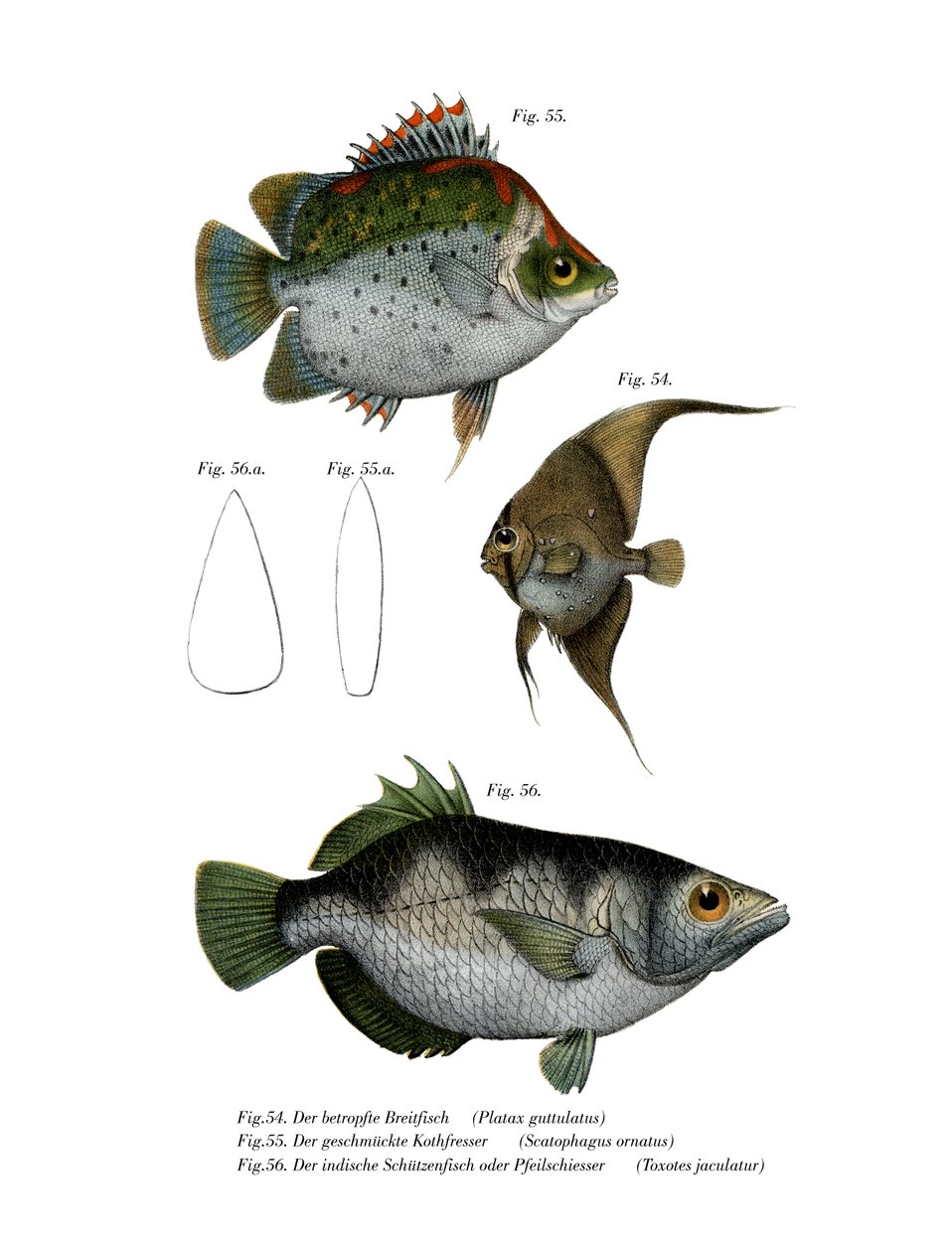Orbiculated Batfish (väri litho) tekijältä German School