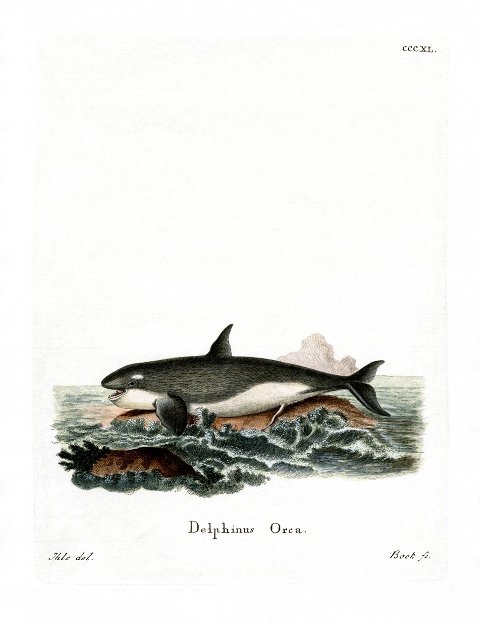 Orca (värillinen kaiverrus) tekijältä German School