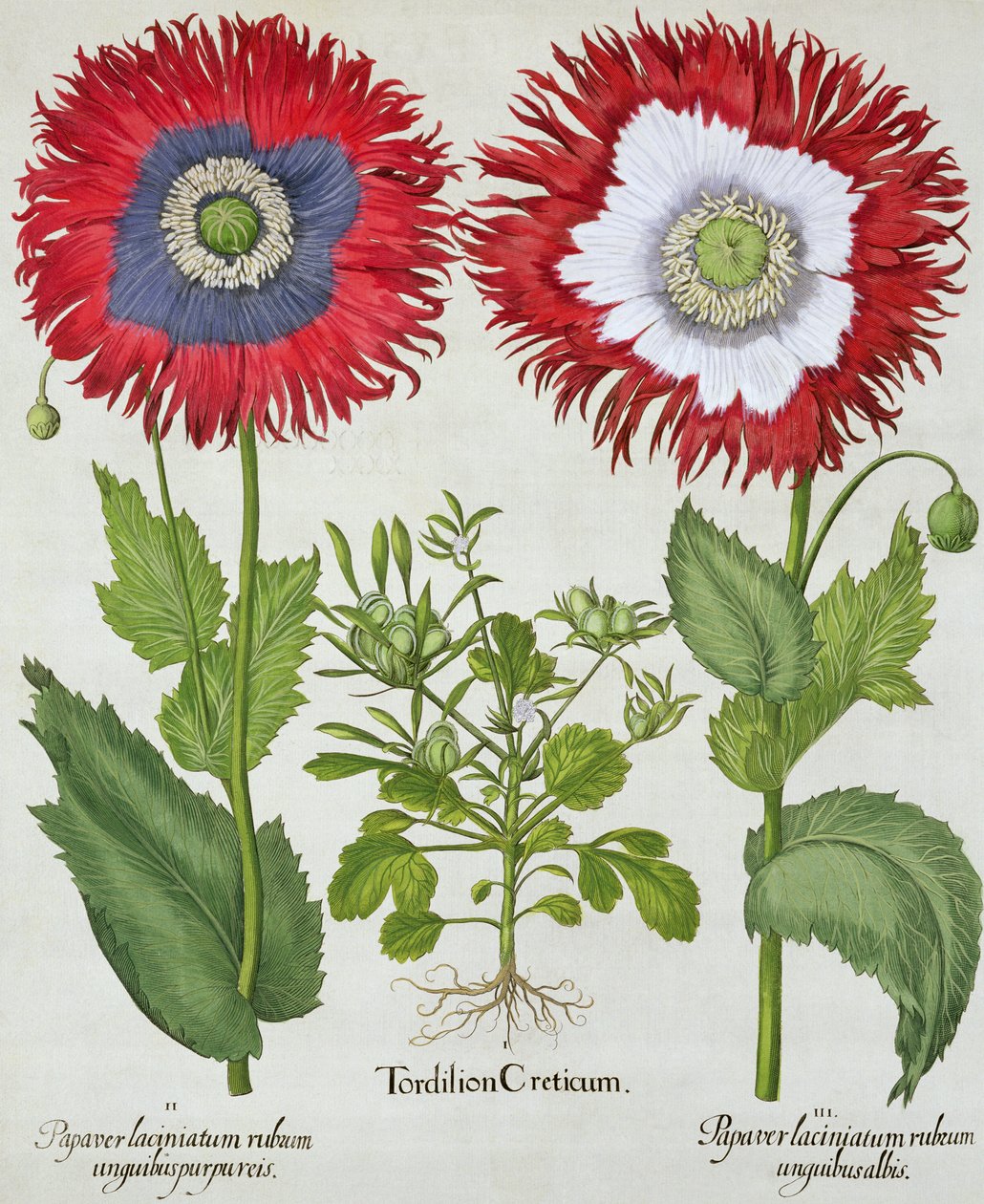 Koristeunikot, Basil Beslerin (1561-1629) Hortus Eystettensisistä, pub. 1613 tekijältä German School