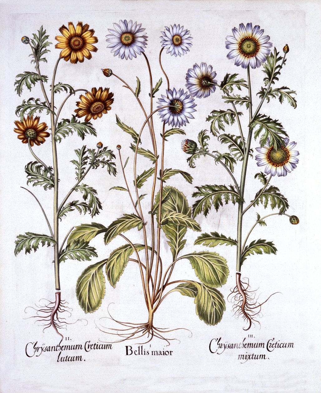 Oxe Eye Daisy ja Crown Daisy, Hortus Eystettensis, kirjoittanut Basil Besler (1561-1629), pub. 1613 (käsinvärinen kaiverrus) tekijältä German School