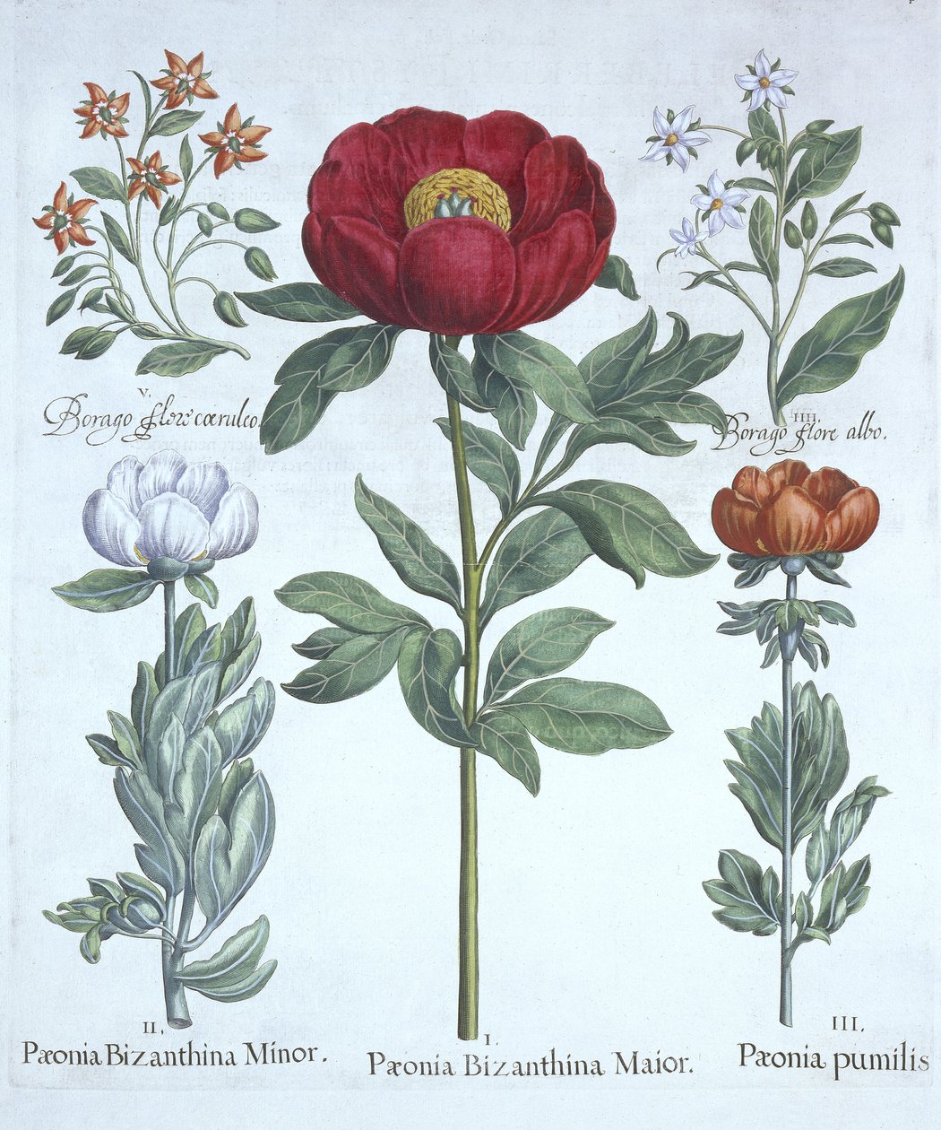 Paeonies ja purasruoho, Hortus Eystettensis, kirjoittanut Basil Besler (1561-1629), pub. 1613 (käsinvärinen kaiverrus) tekijältä German School