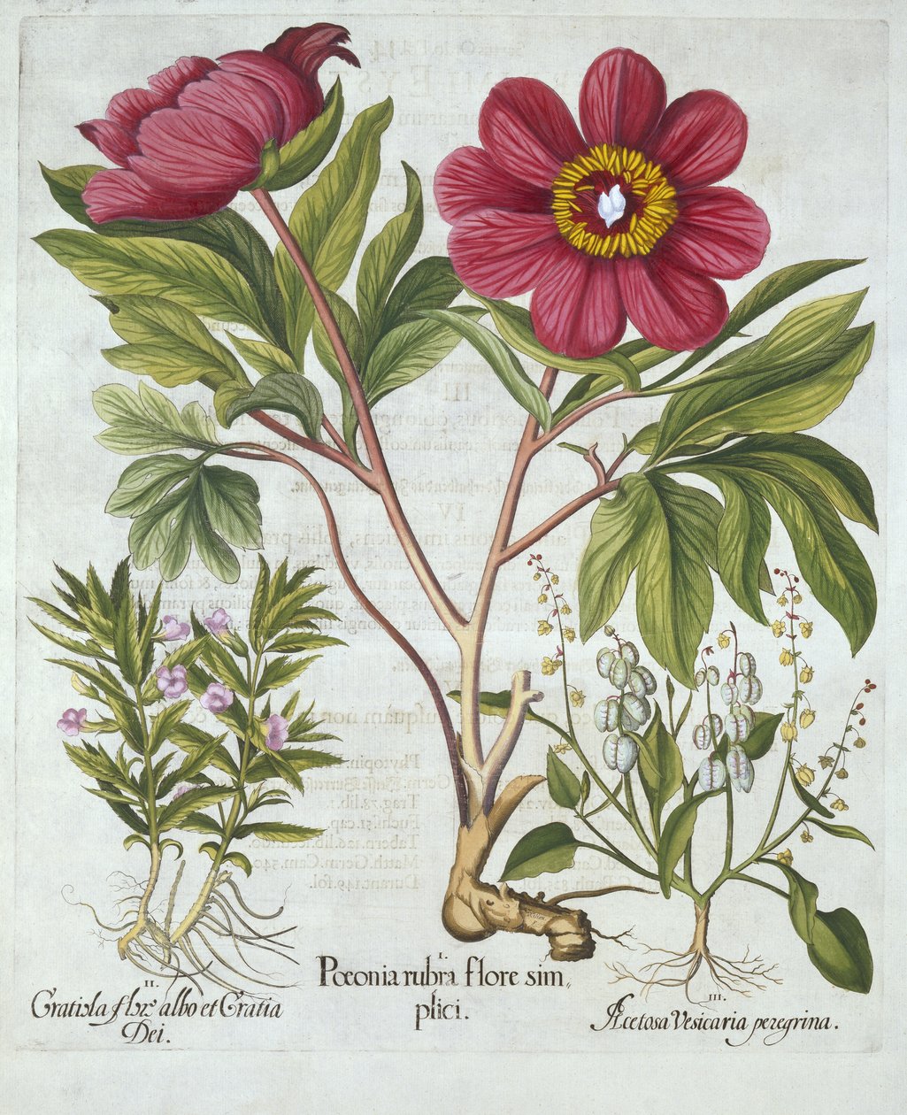 Paeony, Hedge Iisoppi ja Sheeps Sorrel, Hortus Eystettensis, kirjoittanut Basil Besler (1561-1629), pub. 1613 (käsinvärinen kaiverrus) tekijältä German School