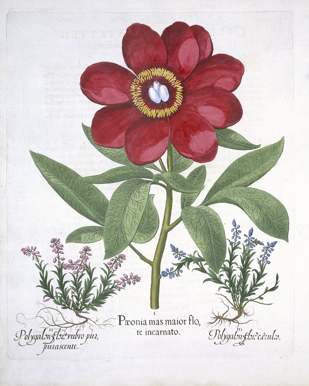 Paeony ja kaksi Polygalonia, Hortus Eystettensis, Basil Besler (1561-1629) pub. 1613 (käsinvärinen kaiverrus) tekijältä German School