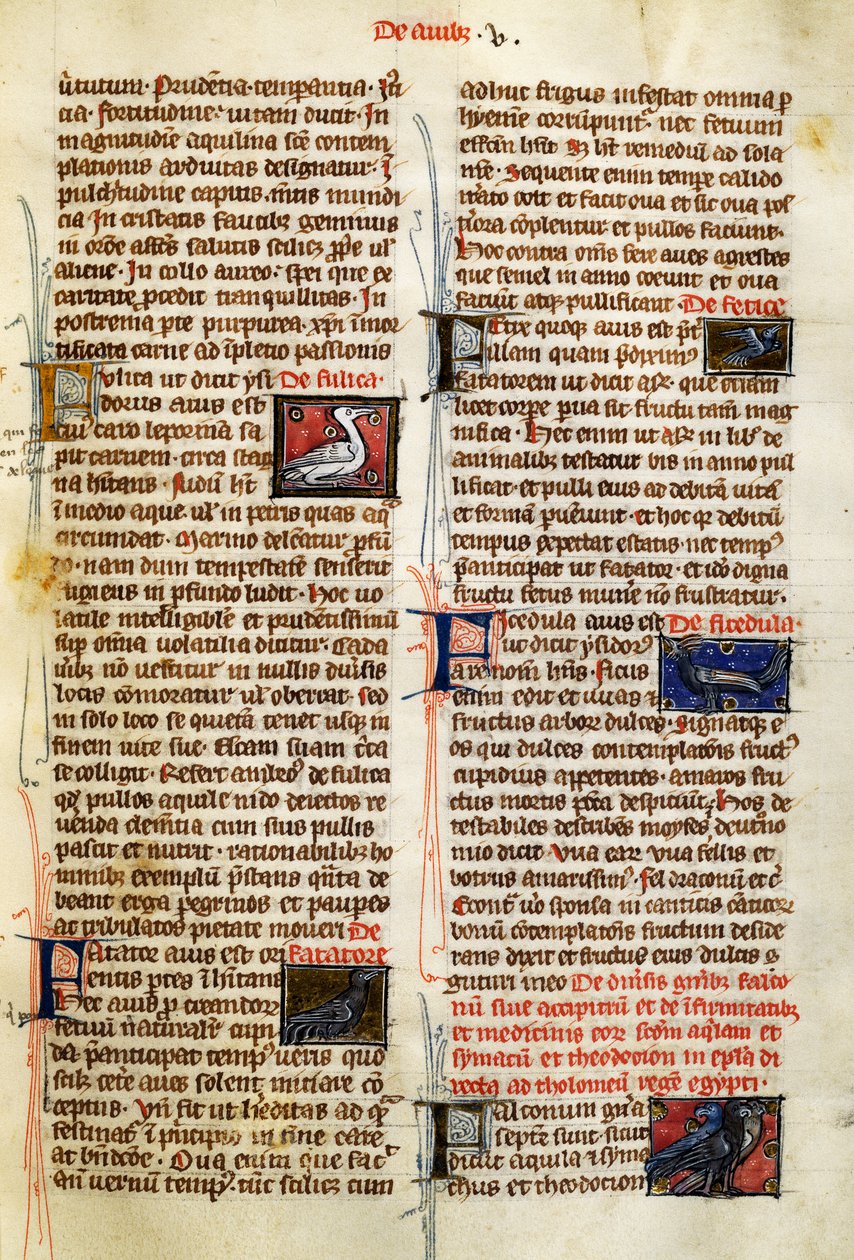 De Natura Rerumin sivu lintuista, Albertus Magnus (noin 1200-1280) tekijältä German School