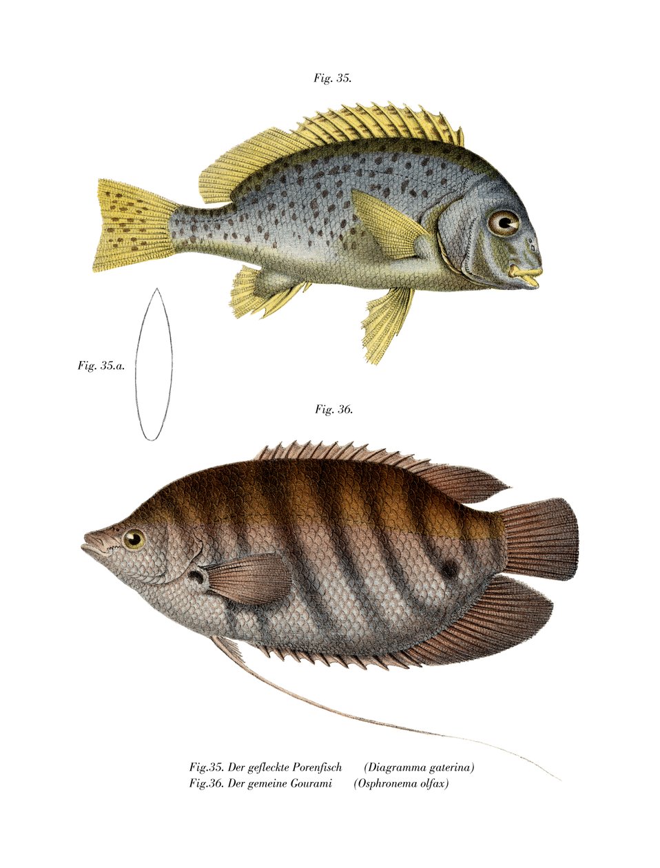 Maalatut Sweetlips (väri litho) tekijältä German School