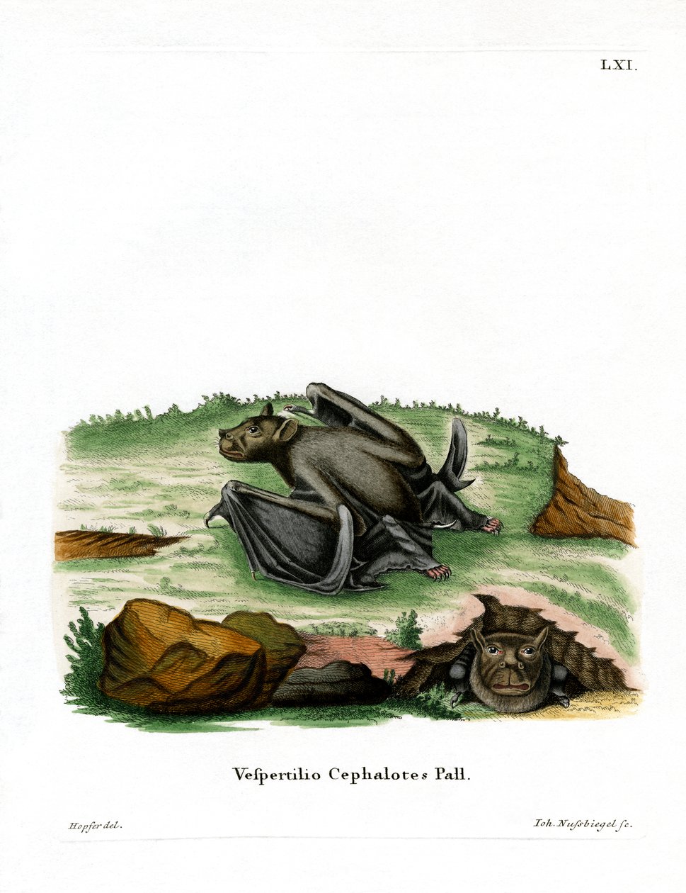 Pallaksen putkinenälepakko (värillinen kaiverrus) tekijältä German School