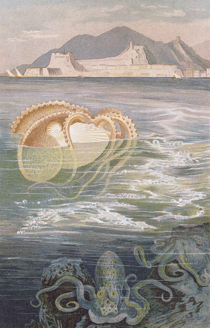 Paper Nautilus, levy Brehmin eläinelämästä: General Knowledge of the Animal Kingdom, vol. 10, s. 273, julkaissut Bibliographic Institute, 1893 tekijältä German School