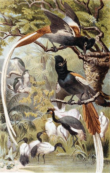 Paratiisikärpässiipi, levy teoksesta "Brehms Tierleben: Allgemeine Kunde des Tierreichs", vol 4, s. 516, julkaisija Bibliographisches Institut. tekijältä German School