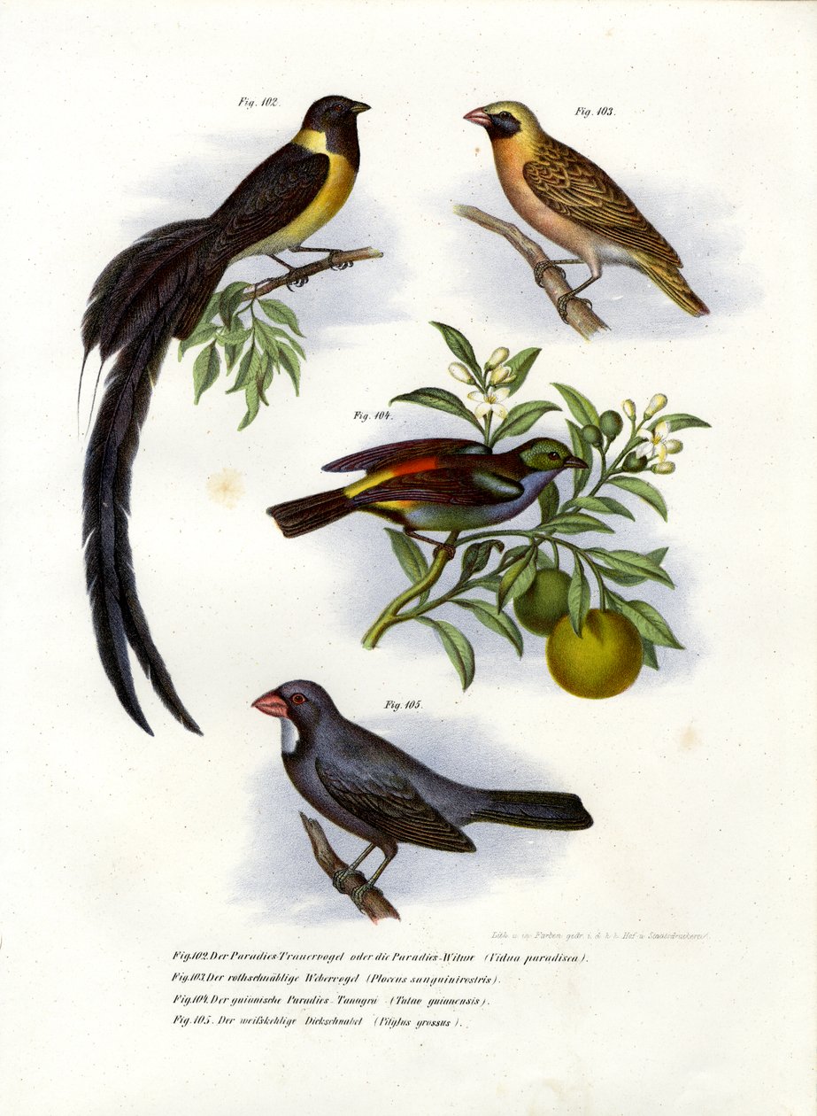 Paratiisi Whydah, 1864 tekijältä German School