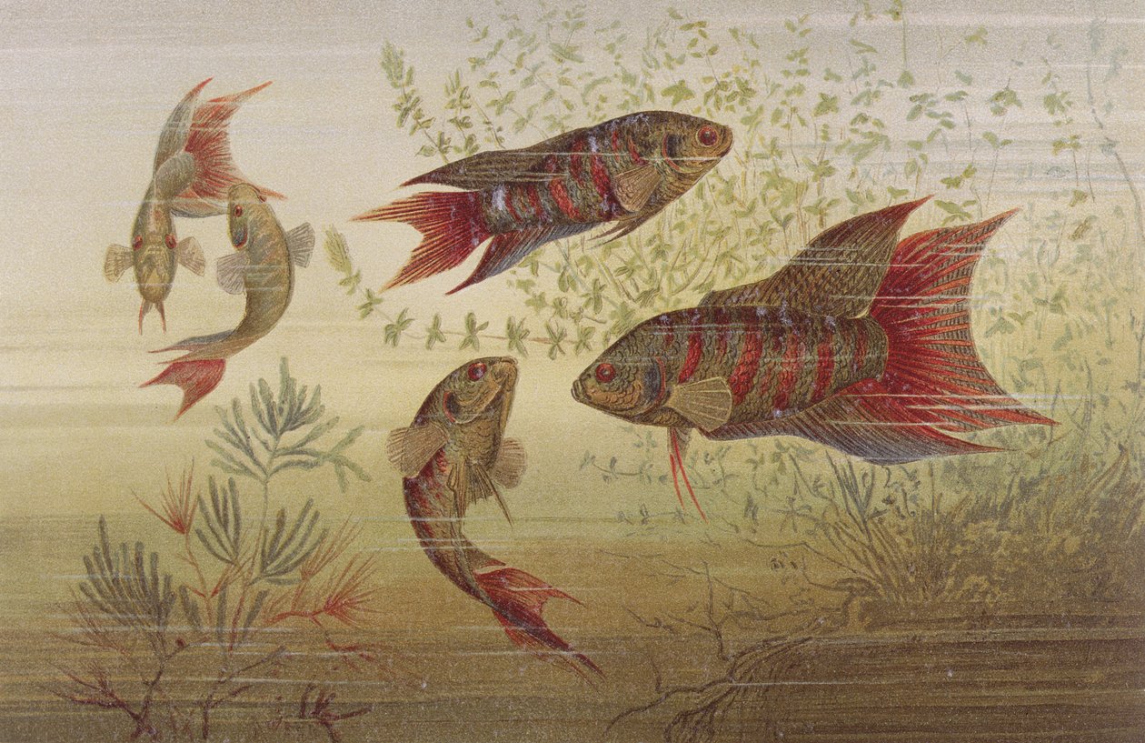 Paratiisikala, levy Brehmin eläinelämästä: General Knowledge of the Animal Kingdom, vol.8, s. 184, julkaissut Bibliographic Institute, 1892 tekijältä German School