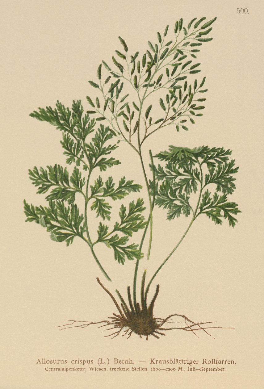 Persilja saniainen (Allosurus crispus, Cryptogramma crispa, Osmunda crispa, Allosorus crispus) tekijältä German School