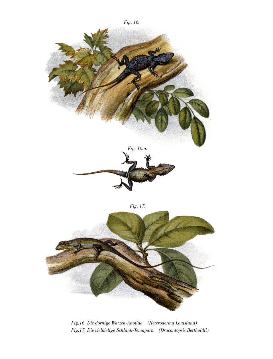 Peach Anole (väri litho) tekijältä German School