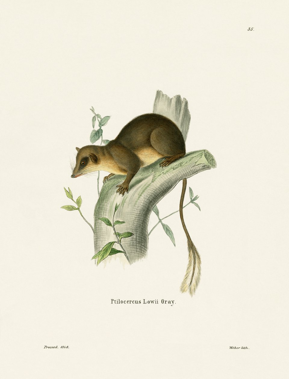 Pen-tailed Treeshrew (värillinen kaiverrus) tekijältä German School