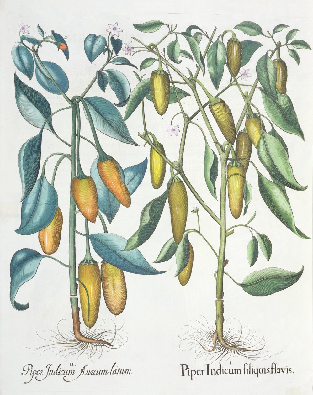 Paprikat: 1. Piper Indian keltainen 2. Piper Indicum aureum latum, Basil Beslerin (1561-1629) Hortus Eystettensisistä, pub. 1613 tekijältä German School