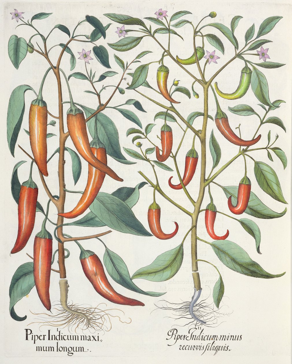 Paprikat: 1. Piper Indicum longum; 2. Piper Indicum minus recurvis filiquis, Basil Beslerin (1561-1629) Hortus Eystettensisistä, pub. 1613 tekijältä German School