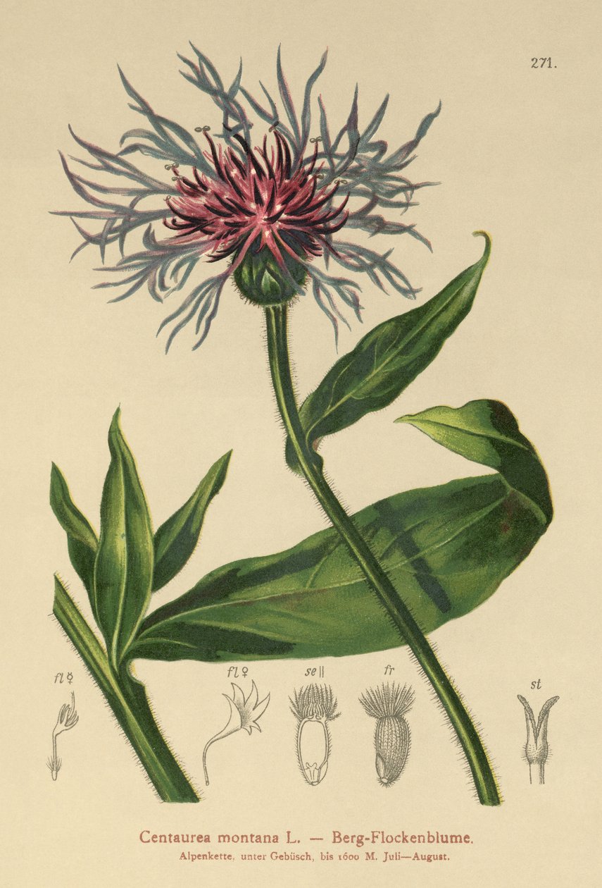 Monivuotinen ruiskaunokki (Centaurea montana) tekijältä German School