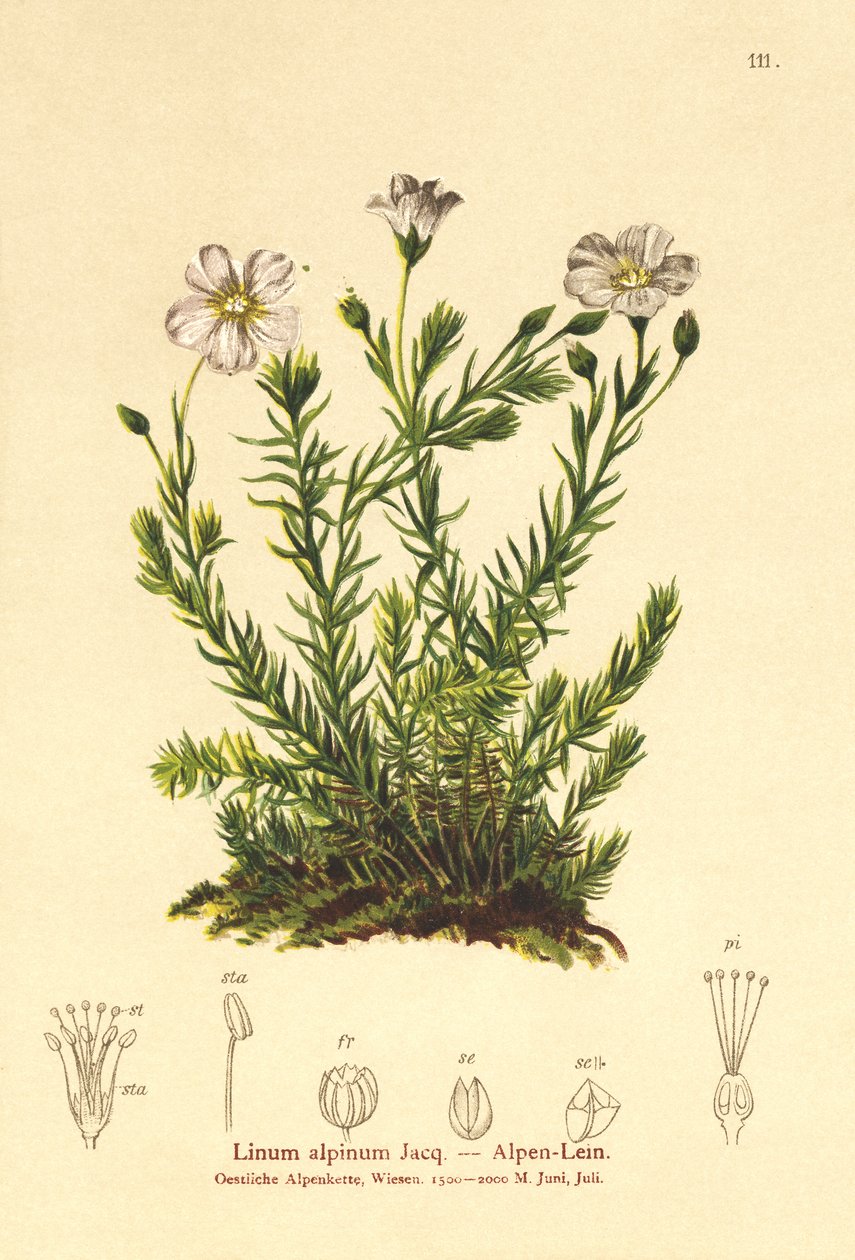 Monivuotinen pellava (Alpenum, Linum perenne) tekijältä German School