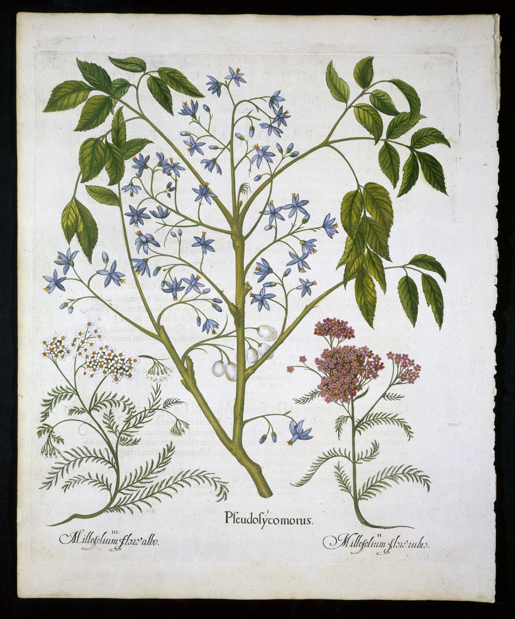 Persialainen lila tai Intian ylpeys ja Achillea Millefolium (Soldiers Woundwort) -levy 136 Hortus Eystettensisistä, Basil Besler (1561-1629) pub 1613 (käsinvärinen kaiverrus) tekijältä German School