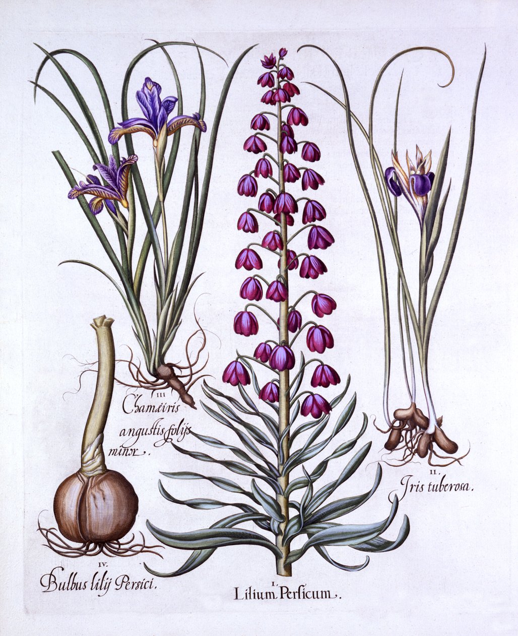 Persian lilja ja iirikset, Hortus Eystettensis, kirjoittanut Basil Besler (1561-1629), pub. 1613 (käsinvärinen kaiverrus) tekijältä German School