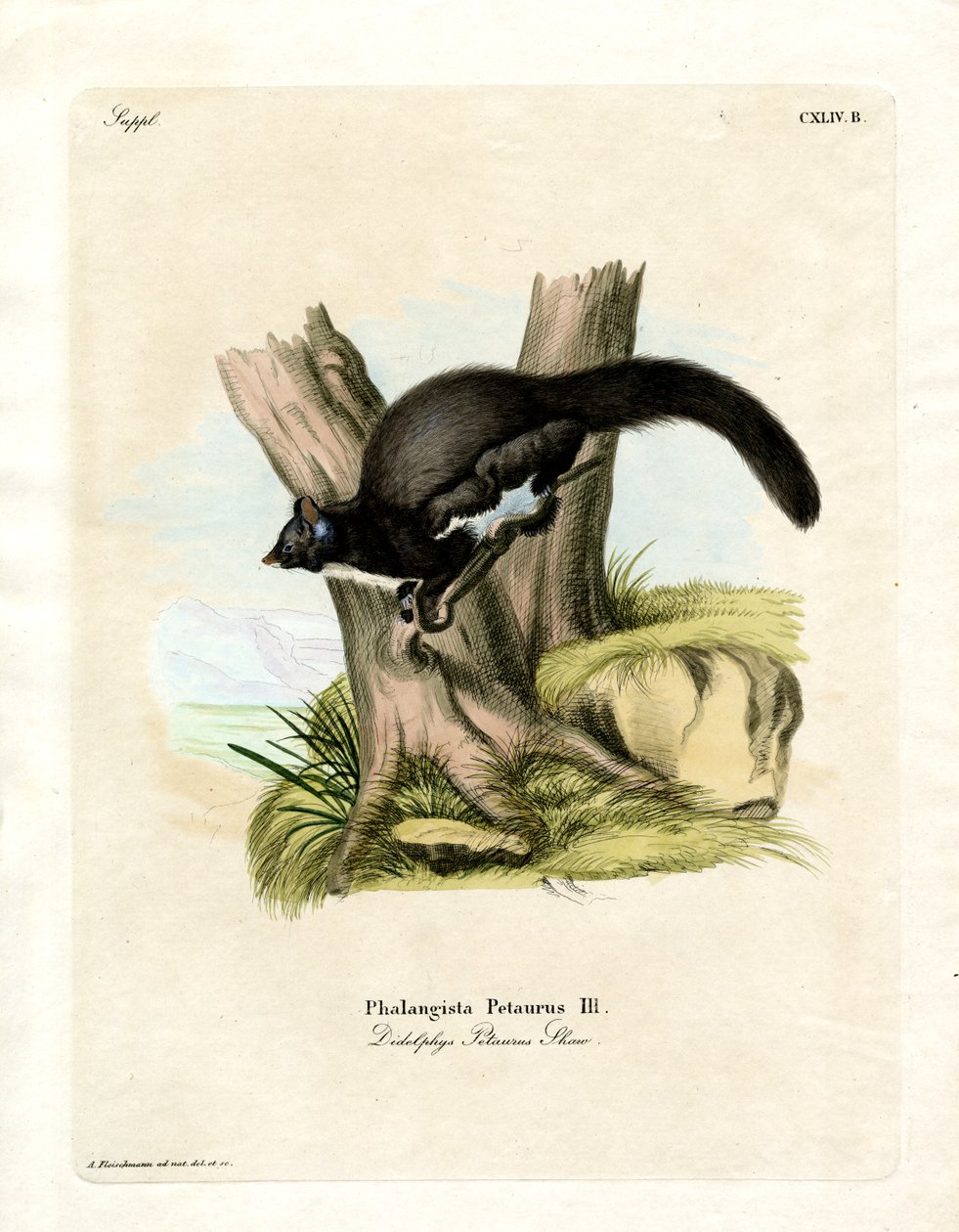 Petaurine Opossum (värillinen kaiverrus) tekijältä German School