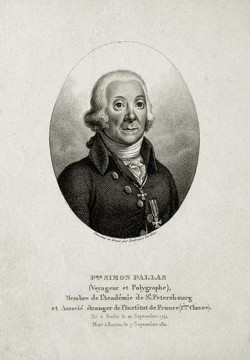 Peter Simon Pallas. (1741 – 1811) (Viivakaiverrus) tekijältä German School