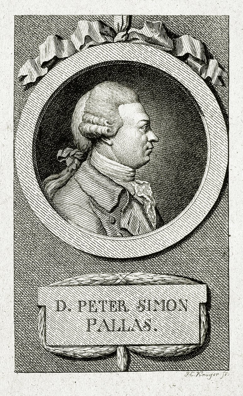 Peter Simon Pallas. (1741 – 1811) (Viivakaiverrus) tekijältä German School