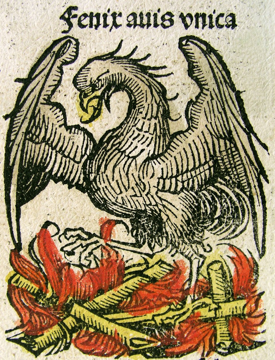 Phoenix julkaistiin Nürnberg Chroniclessa, 1493 tekijältä German School