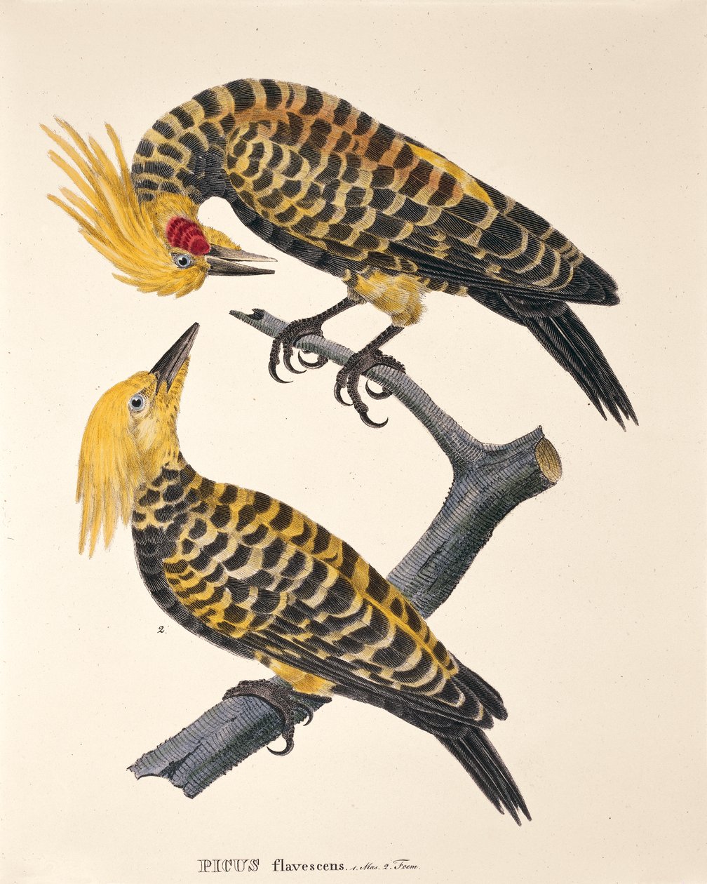 Picus Flavescens, Johann Baptist Von Spixin ja Carl Friedrich Von Martiuksen teoksesta "Avian Species New to Brazil" tekijältä German School