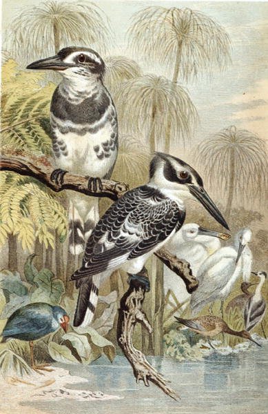 Pied Kingfisher, levy "Brehms Tierleben: Allgemeine Kunde des Tierreichs", vol.5, s.60, julkaisija Bibliographisches Institut tekijältä German School