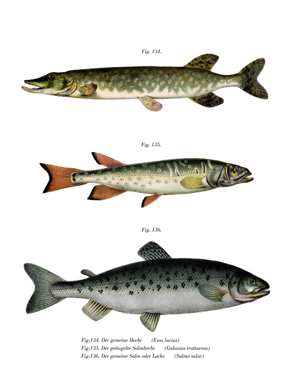 Hauki (väri litho) tekijältä German School