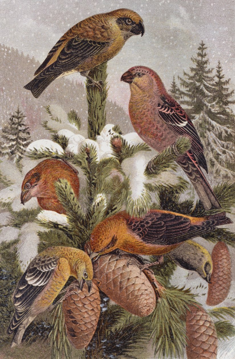 Pine Grosbeak and Crossbill, levy Brehmin eläinelämästä: General Knowledge of the Animal Kingdom, osa 4, s. 314, julkaissut Bibliografinen instituutti, 1891 tekijältä German School