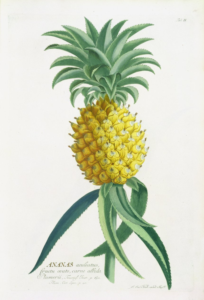Johann Jakob Haidin (1704-67) kaiverrus ananas tekijältä German School