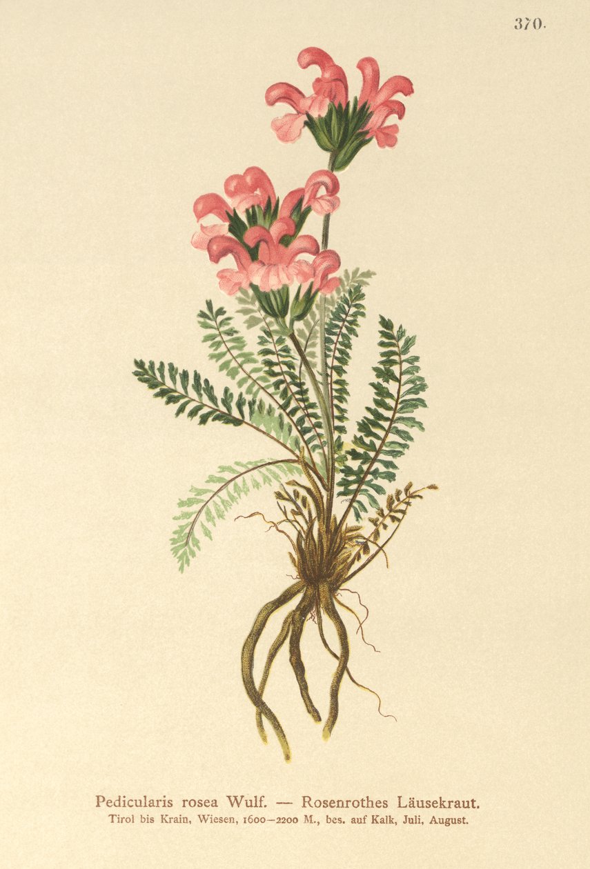 Vaaleanpunainen lousewort (Pedicularis rosea) tekijältä German School