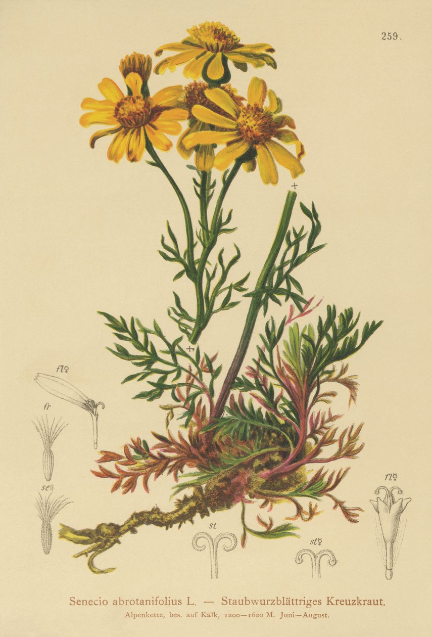 Pinnate-lehtinen ragwort (Senecio abrotanifolius, Jacobaea abrotanifolia) tekijältä German School