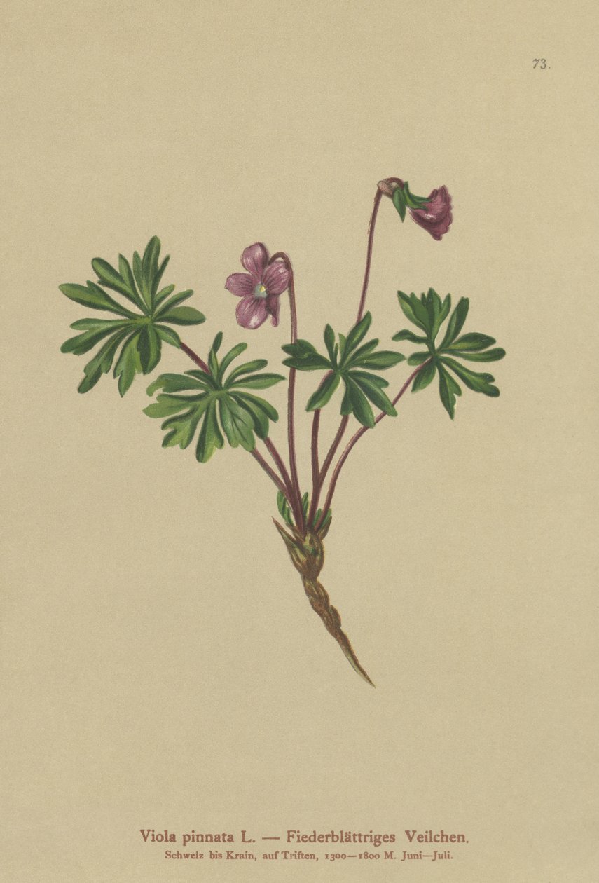 Pinnate Violet (Viola pinnata) tekijältä German School