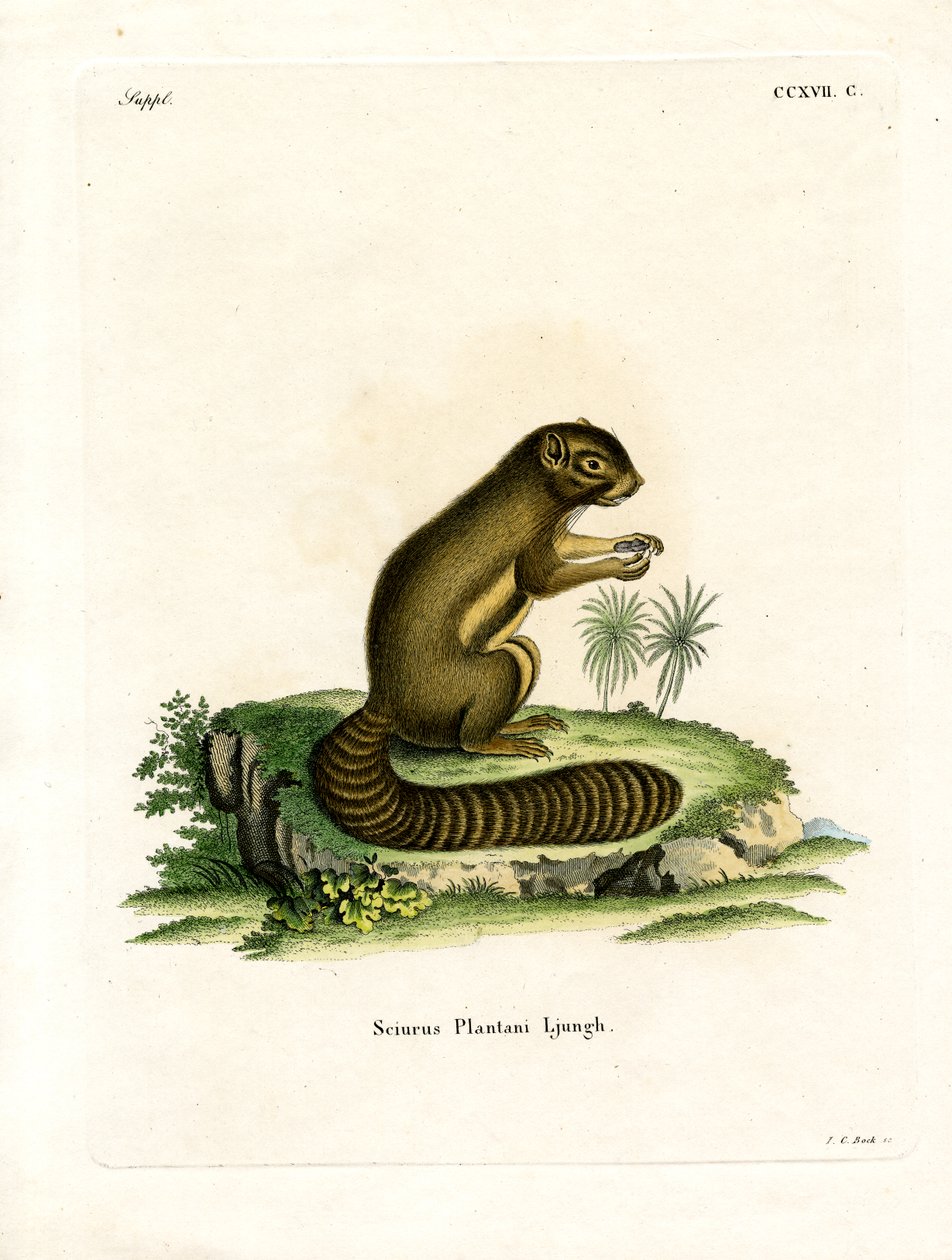 Plantain Squirrel (värillinen kaiverrus) tekijältä German School
